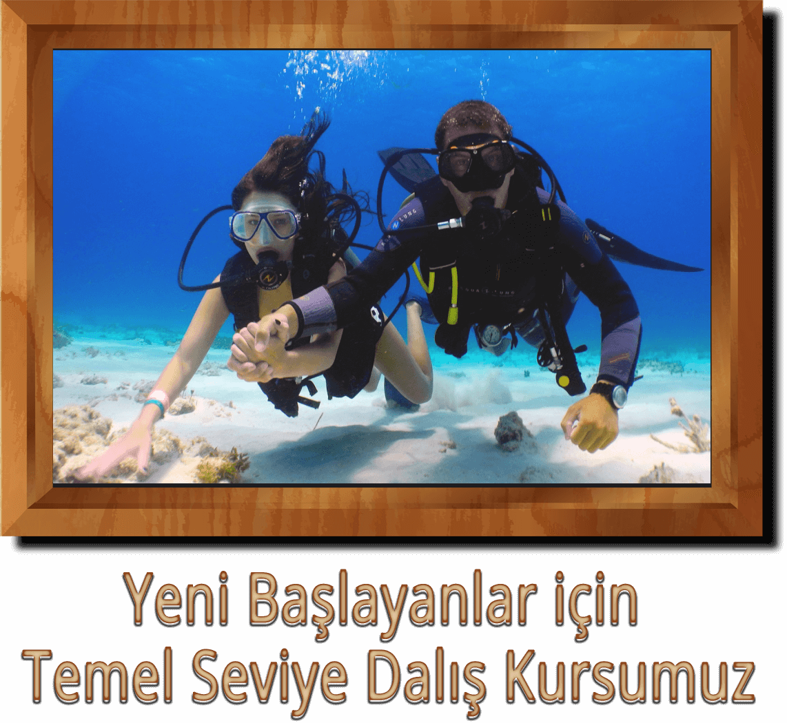 Dalis Kursu Ankara