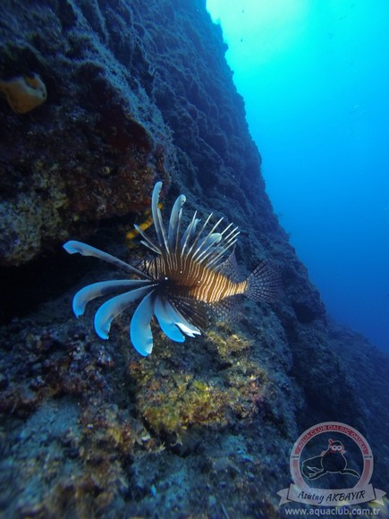 Kasim2016Kalkan2 (8)